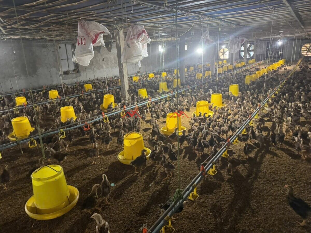 Trang Trại 3430m Đông Sơn – Chương Mỹ – Hà Nội