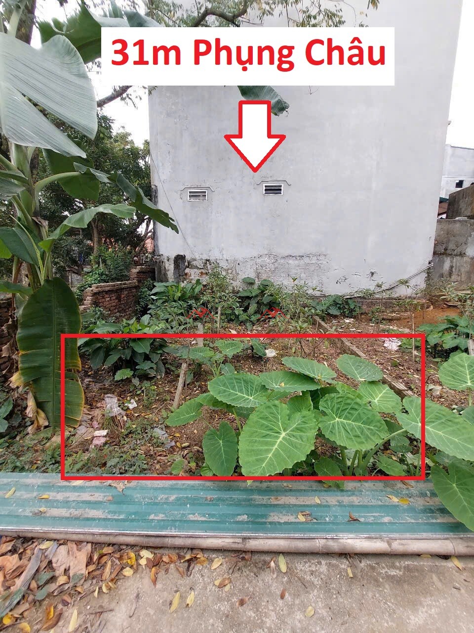 31.1m Phượng Nghĩa – Phụng Châu – Chương Mỹ – Hà Nội